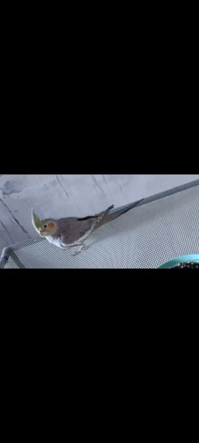 هرکس گرفته بم اطلاع بده|حیوانات|آبادان, |دیوار