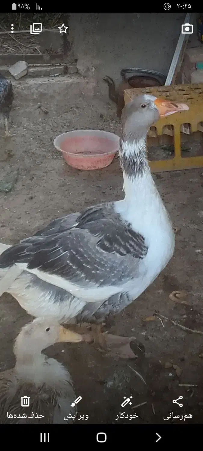 غاز نر|حیوانات مزرعه|زابل, |دیوار