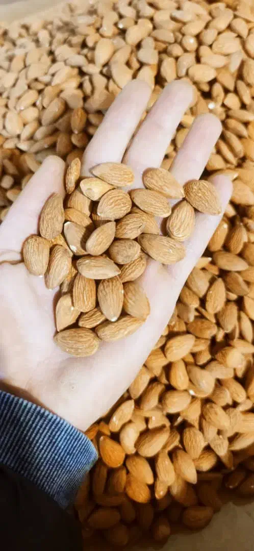 بادام درجه 1|خوردنی و آشامیدنی|عجب شیر, |دیوار