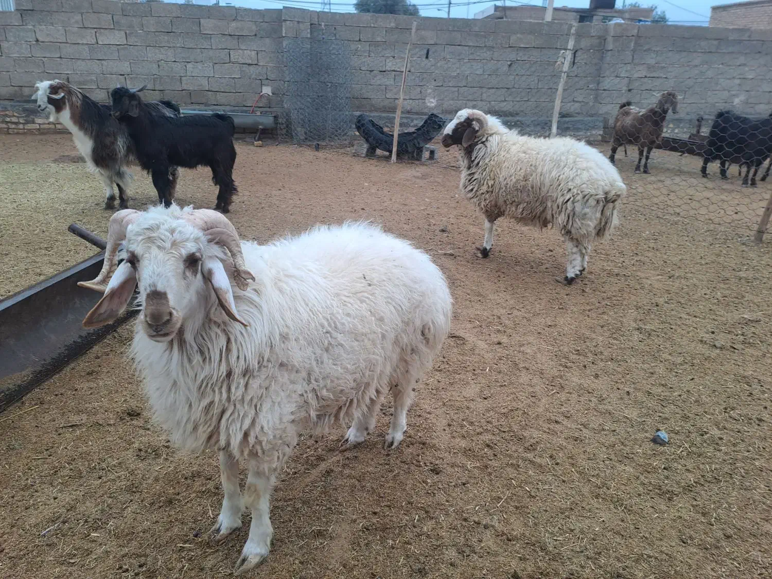 بره نر چاق|حیوانات مزرعه|نی‌ریز, |دیوار