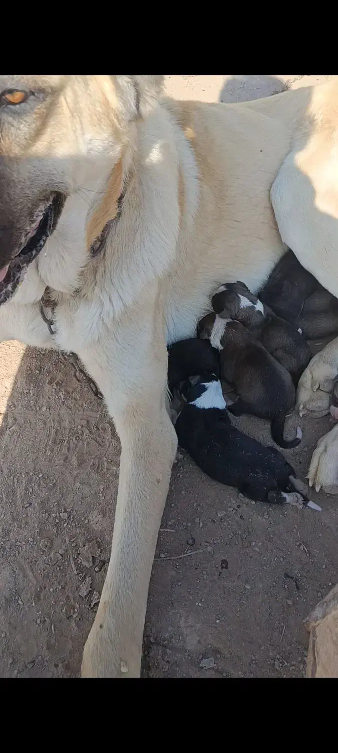 توله خراسانی|سگ|سبزوار, توحیدشهر|دیوار