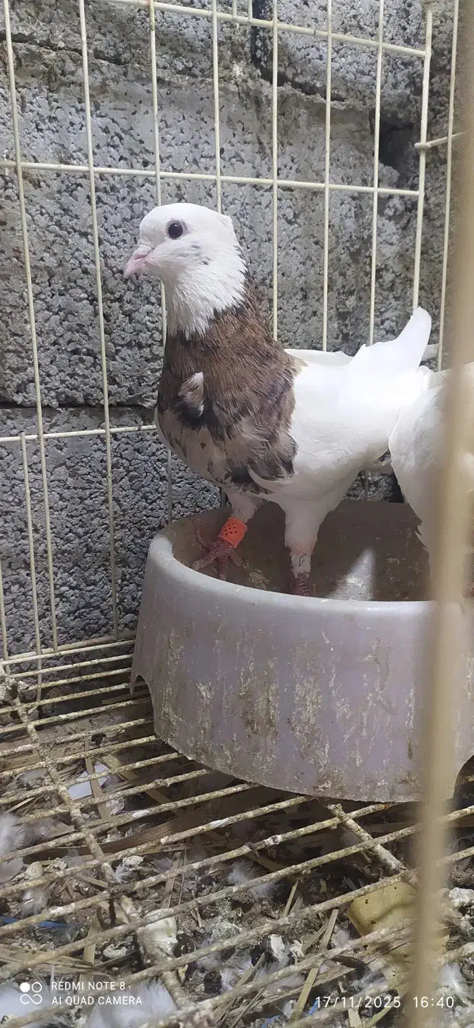 کبوتر طوقی پنج جفت|پرنده|آبپخش, |دیوار