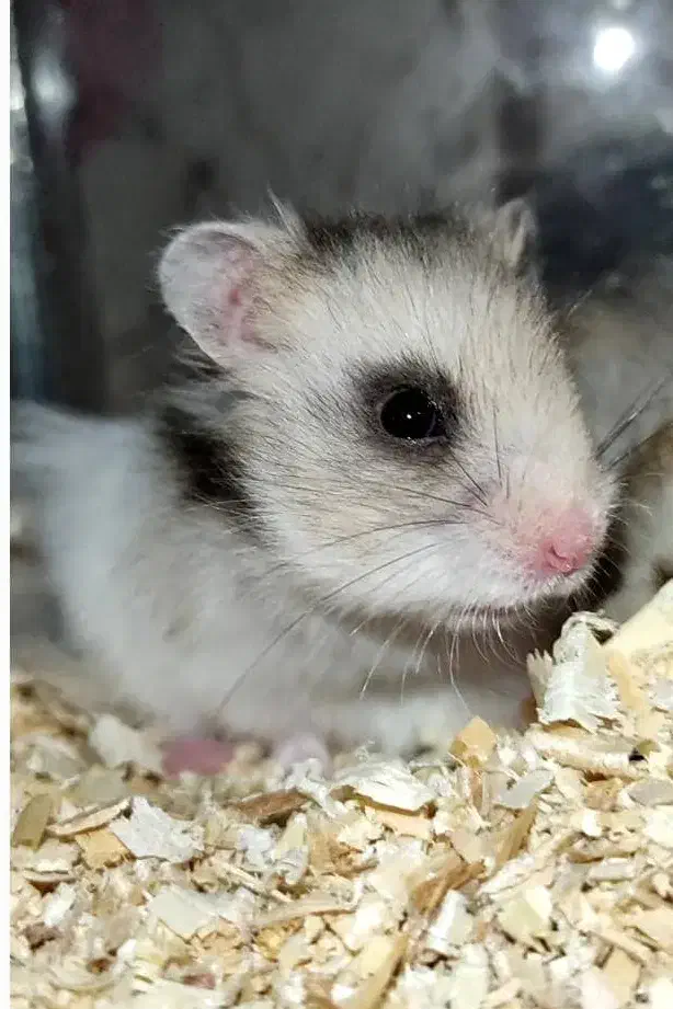 یک جفت همستر سالم|موش و خرگوش|سنندج, |دیوار