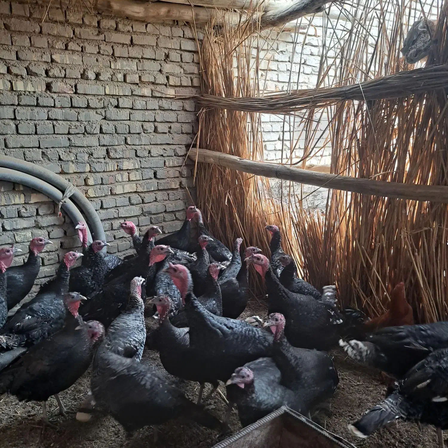 بوقلمون وغاز|حیوانات مزرعه|نیمروز, |دیوار