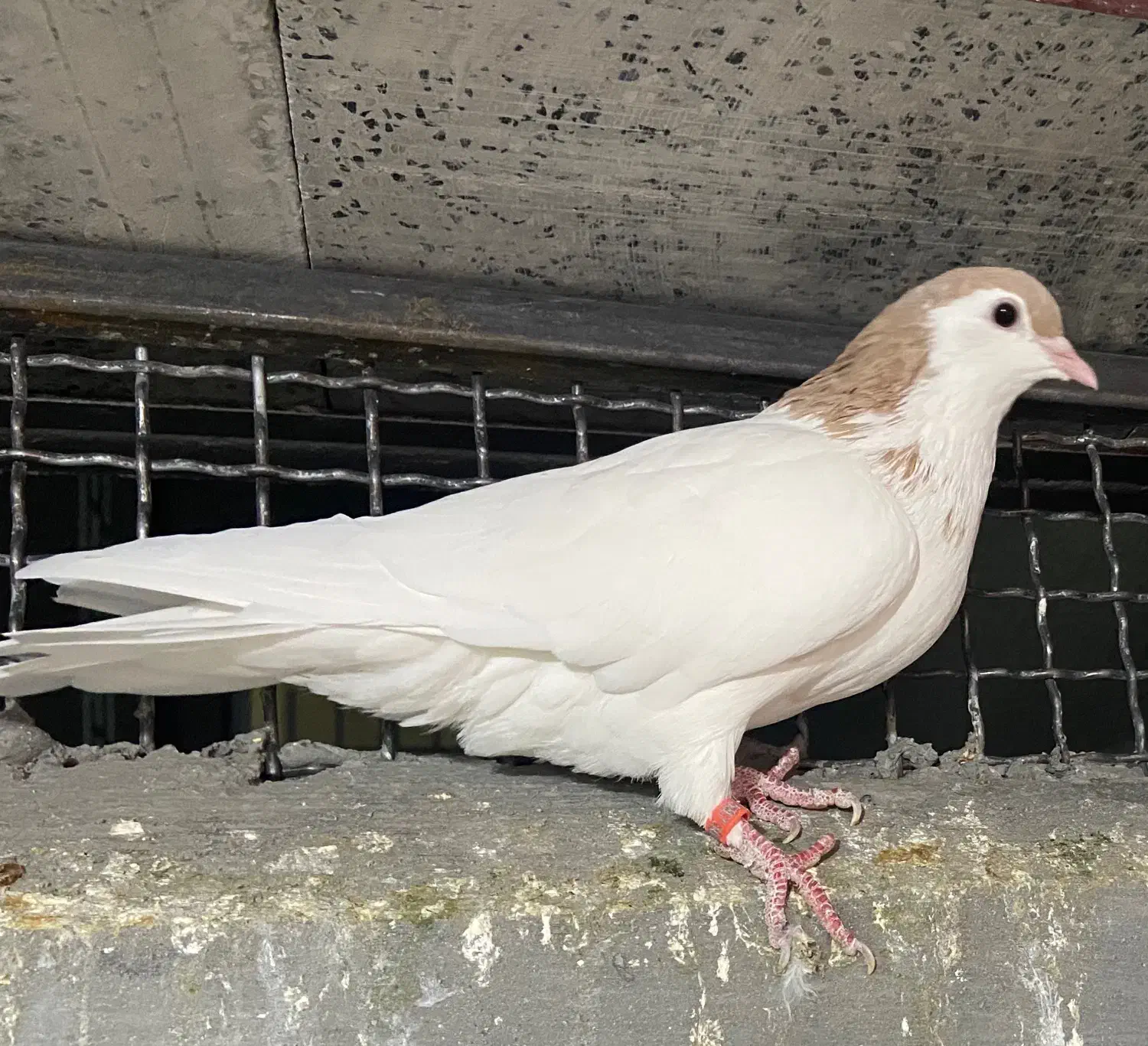 کفتر|پرنده|تربت جام, پاسداران|دیوار