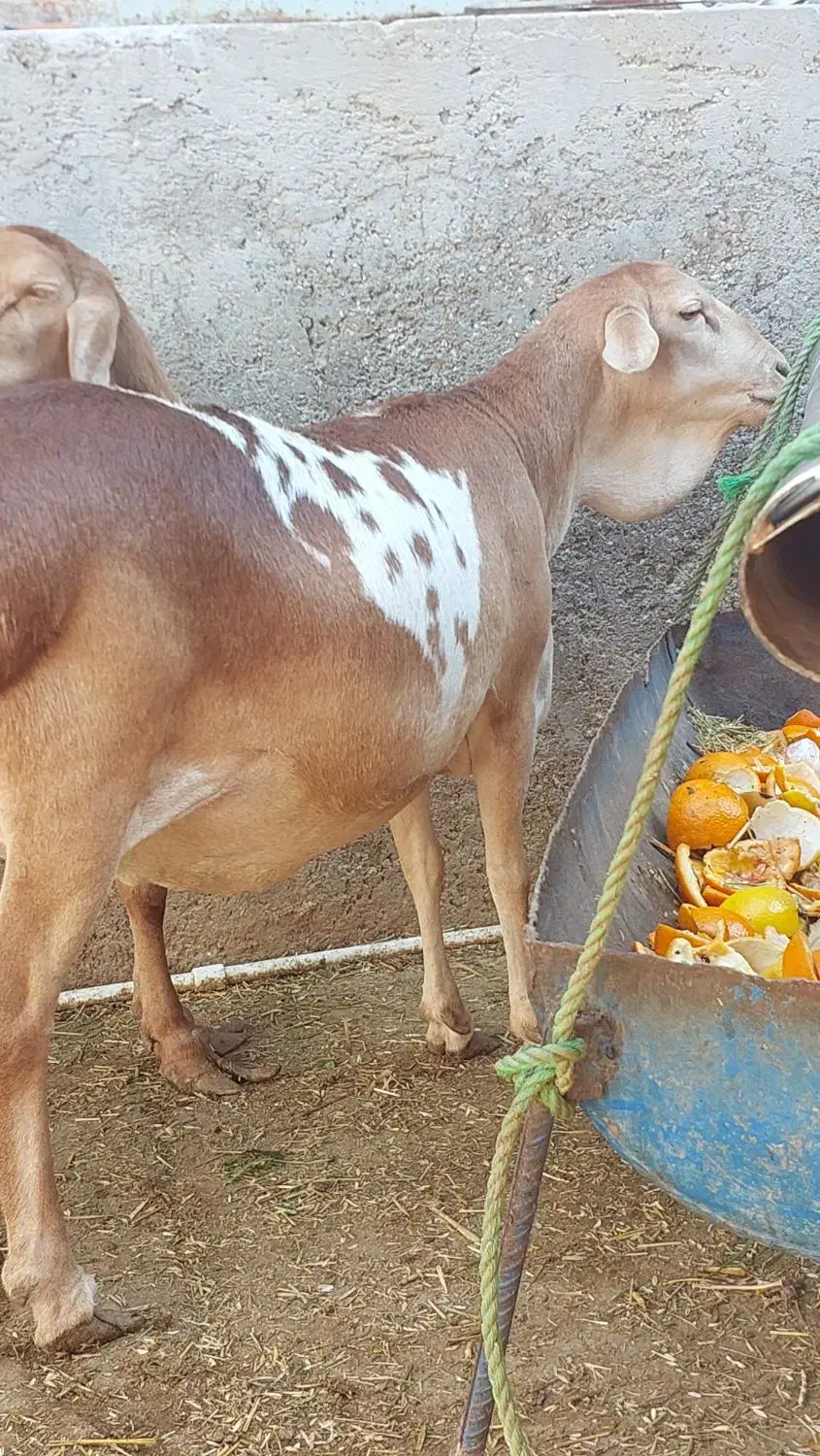 اول بخون بعد تماس بگید|حیوانات مزرعه|بندر دیر, |دیوار