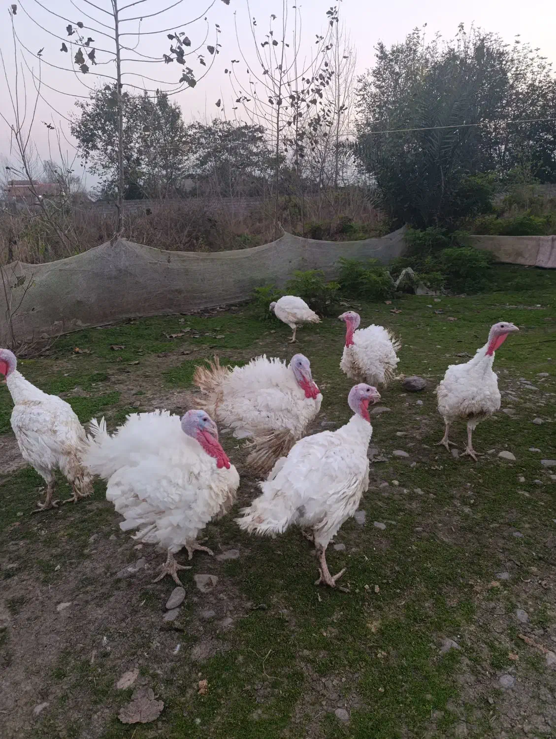 بوقلمون|حیوانات مزرعه|لاهیجان, لفمجان|دیوار