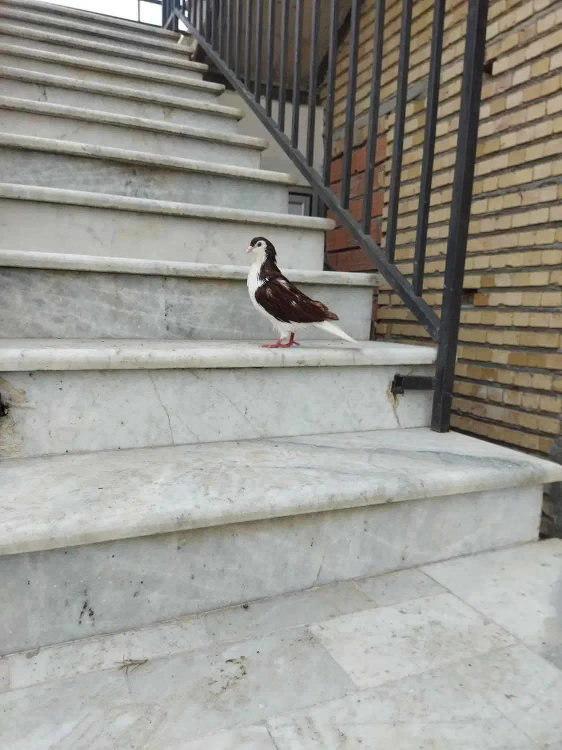 کبوتر خال پنگوئنی|پرنده|گمیشان, |دیوار