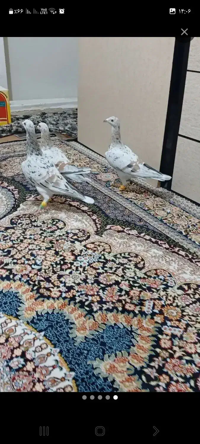 گم شده|حیوانات|بهبهان, |دیوار