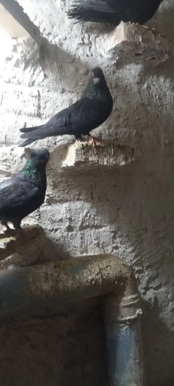 کبوتر|پرنده|بستان آباد, |دیوار