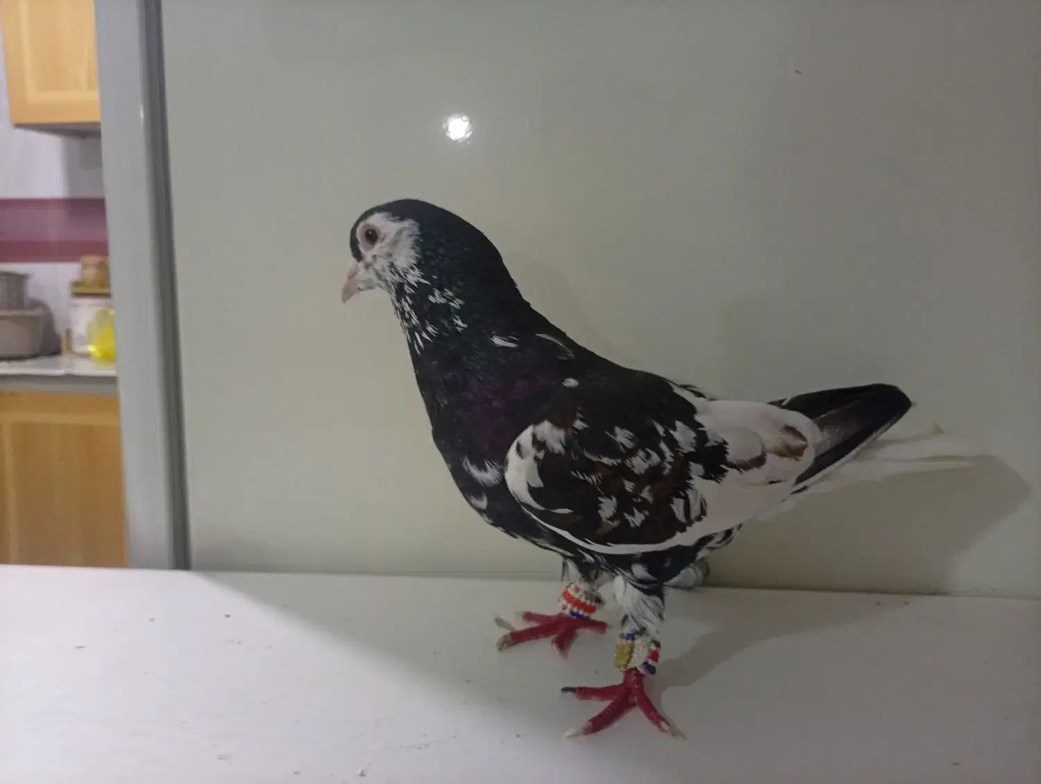 راست سیاه افشون و چپ مشکی افسون|پرنده|سبزوار, قصبه شرقی|دیوار