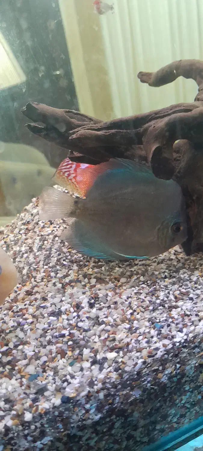 ماهی دیسکس|ماهی|اهواز, بهارستان|دیوار