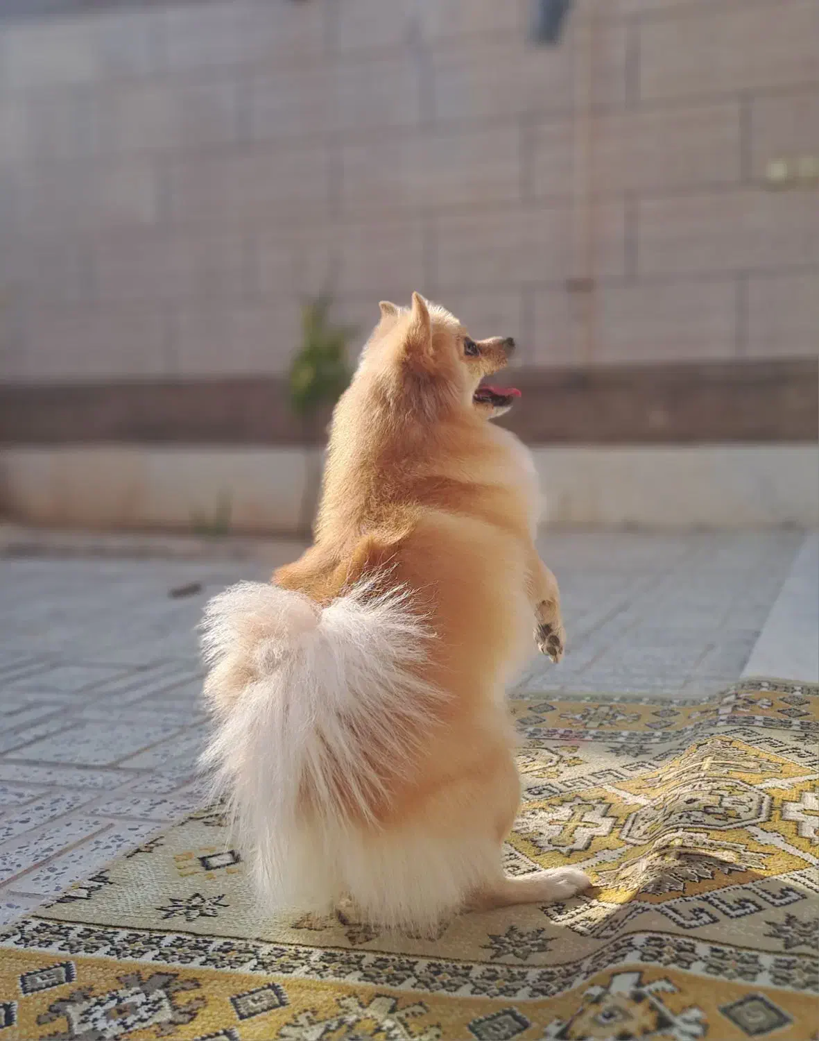 سگ پامر روباهی ماده با شناسنامه|سگ|برخوار, |دیوار