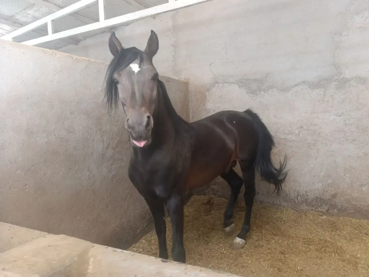 اسب عرب|اسب و تجهیزات اسب‌سواری|طالقان, |دیوار