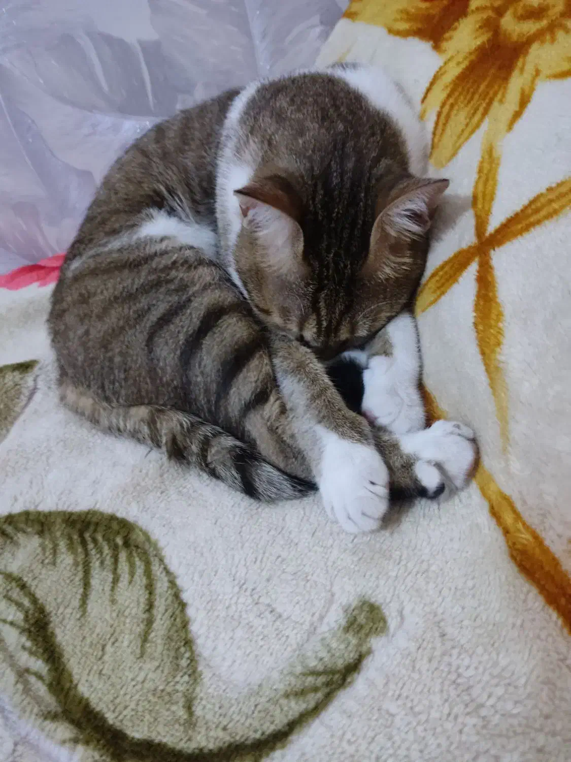 گربه واگذاری|گربه|دزفول, |دیوار