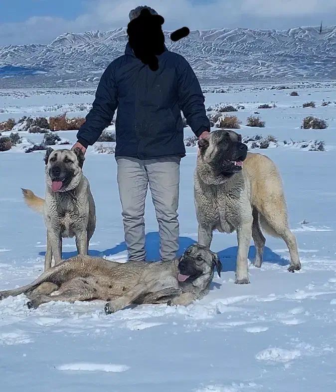 کانگال اصیل|سگ|جغتای, |دیوار