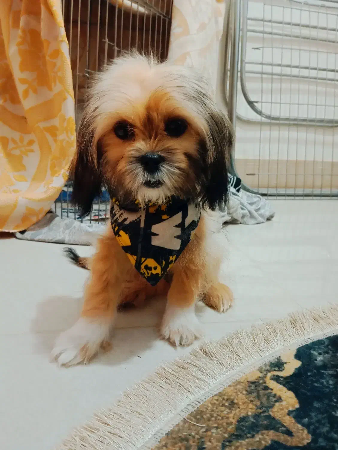 سگ شیتزو کراس (عروسکی)|سگ|مشهد, شهرک امام هادی (شهرک غرب)|دیوار