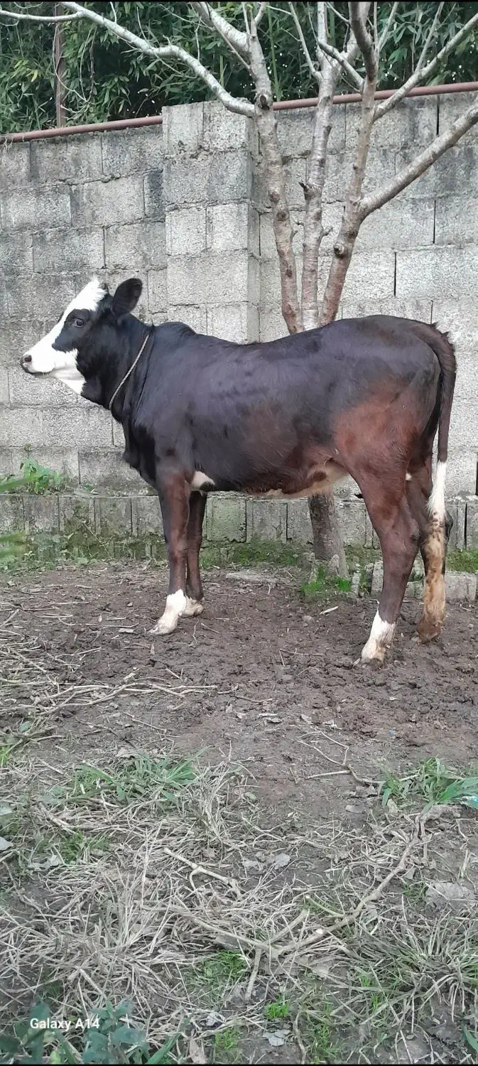 لیشه چالوسی گوساله گاو|حیوانات مزرعه|رشت, پل تالشان|دیوار