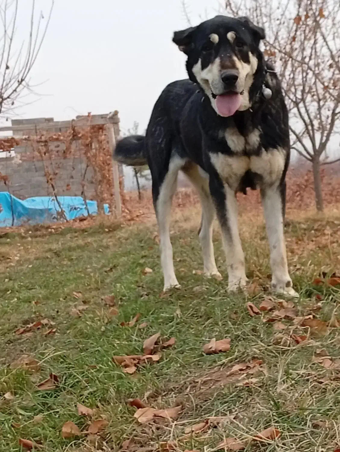 ماده پژدر اصل|سگ|مرند, |دیوار