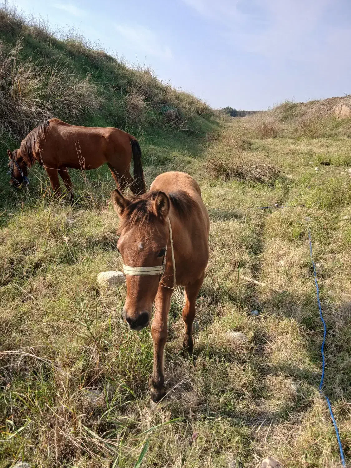 کره اسب ۷ ماه|حیوانات مزرعه|گرگان, |دیوار