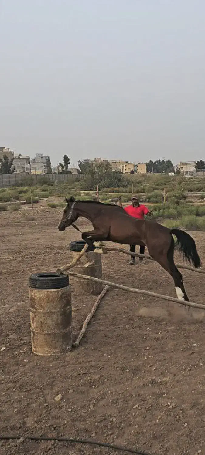 کره مادیون یکسر خارجی 2 سال و 9 ماهه|اسب و تجهیزات اسب‌سواری|کرمان, |دیوار