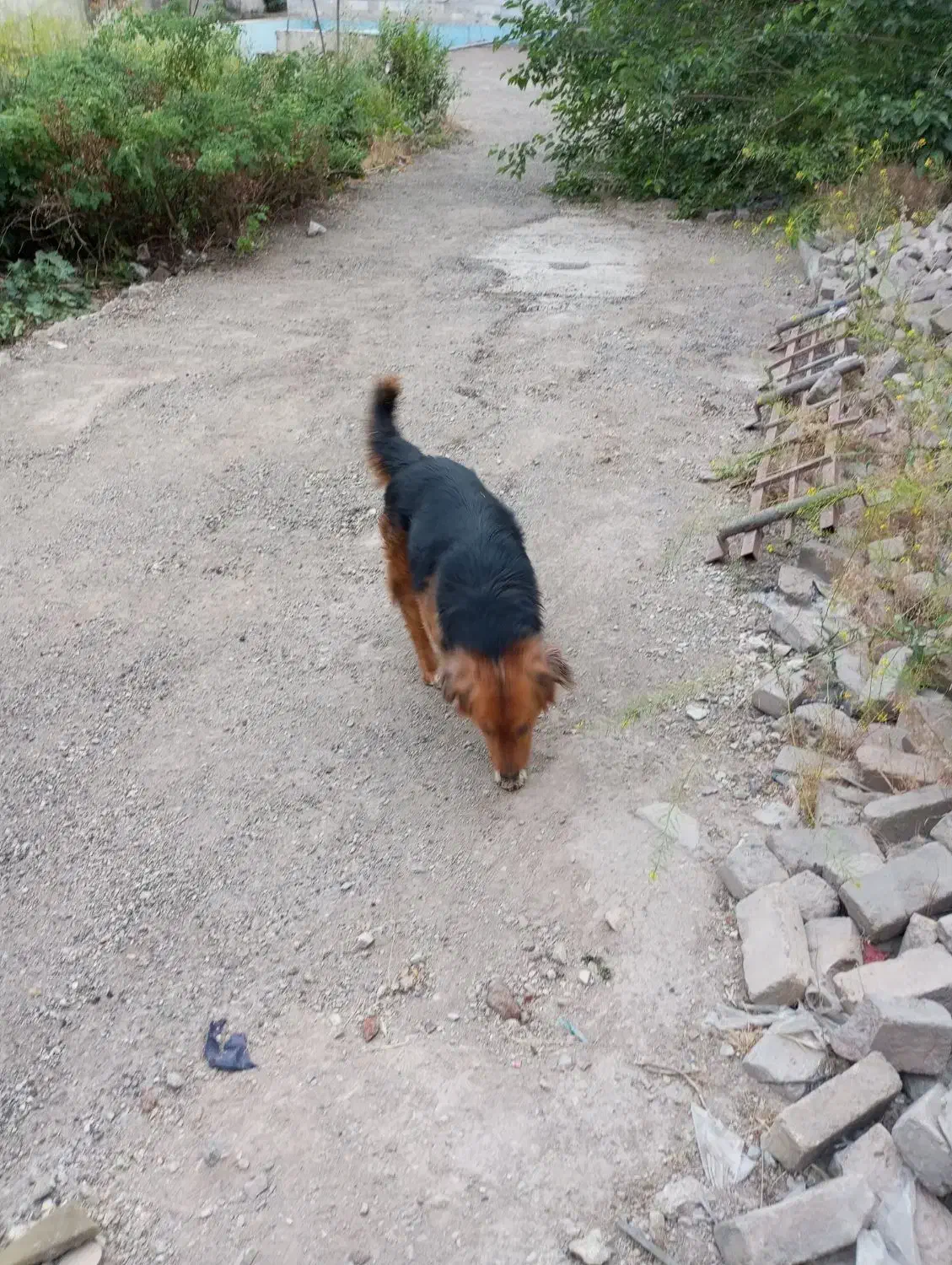 یک قلاده ژرمن وا گذاری میشود|سگ|بومهن, |دیوار