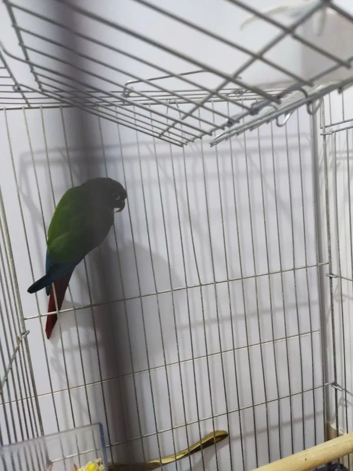 طوطی.|پرنده|قنوات, |دیوار