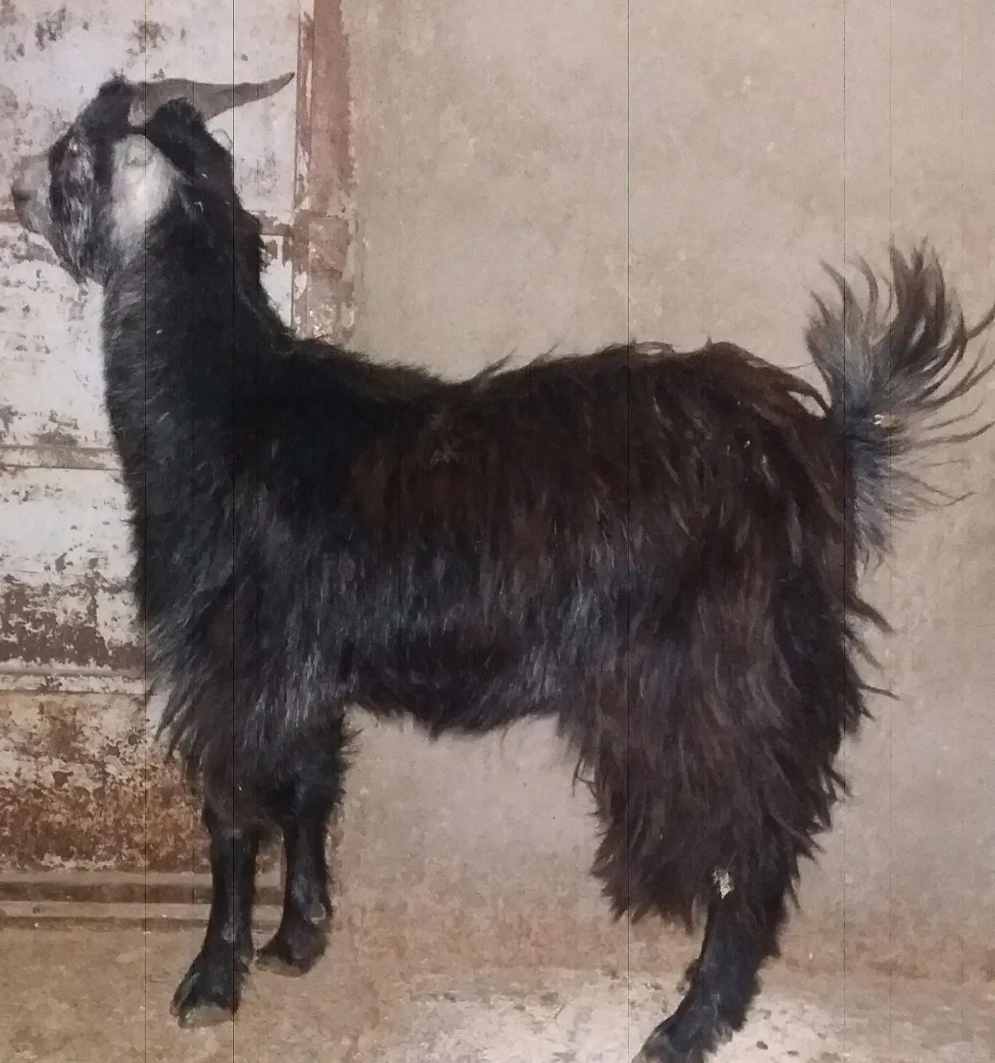 فروش بزغاله ماده آبستن|حیوانات مزرعه|پاکدشت, پارچین|دیوار