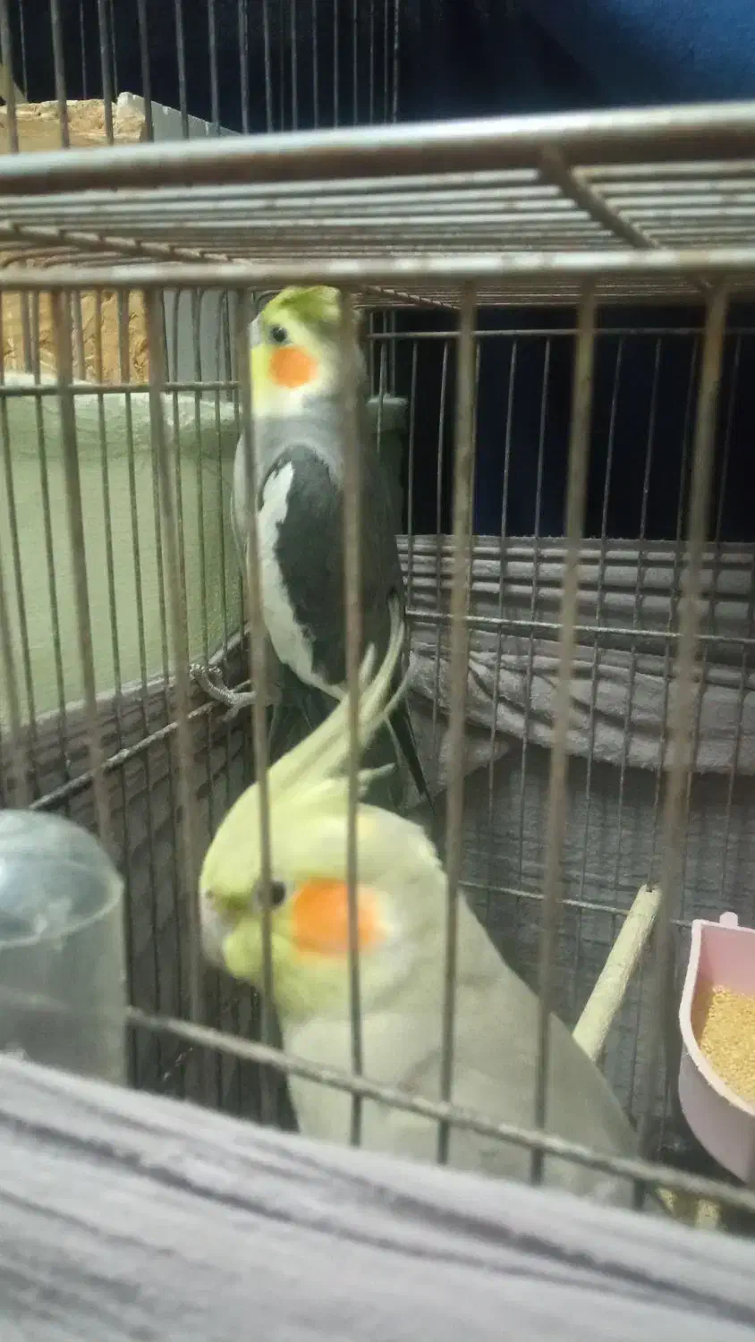 عروس هلندی|پرنده|خمام, |دیوار