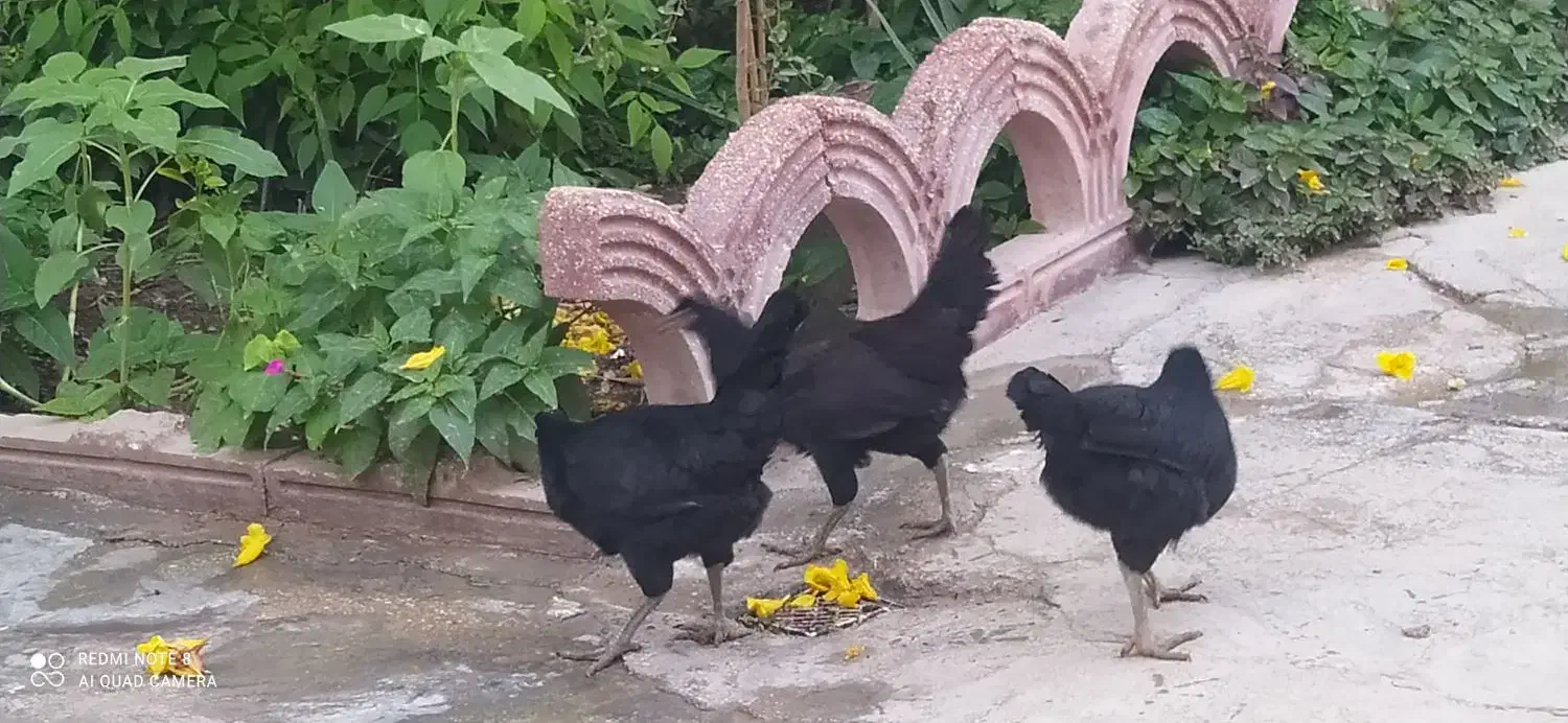 مرغ محلی  معامله با کبوترخورموج|پرنده|خورموج, |دیوار