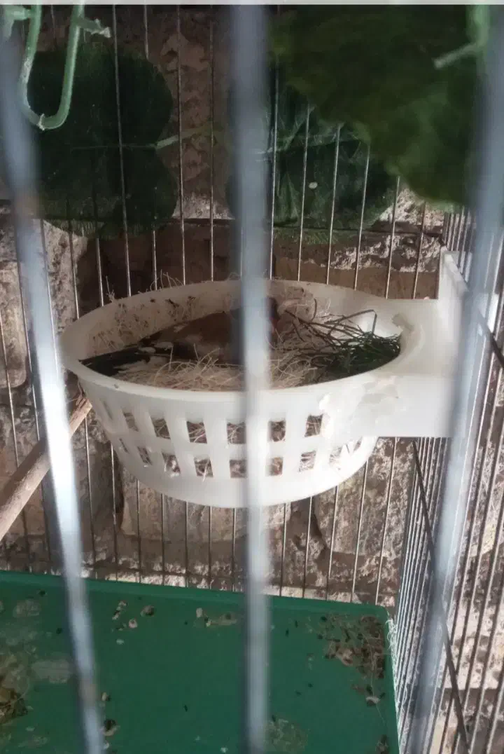 سهره نر ماده مولد وجوجه نقش|پرنده|شاهین‌شهر, حاجی آباد|دیوار