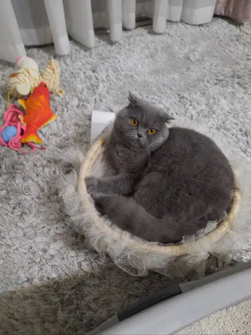 گربه اسکاتیش دبل فولد نر|گربه|تهران, افسریه شمالی|دیوار