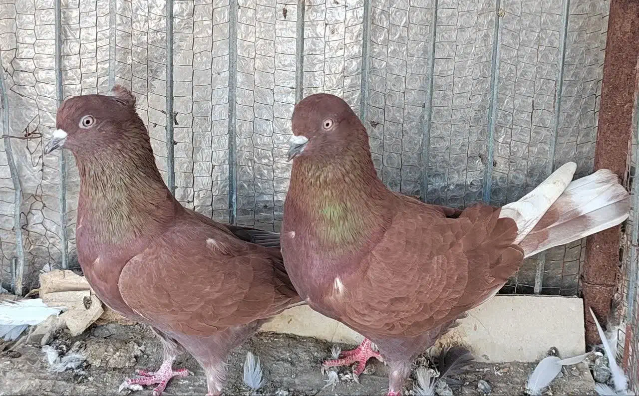 فروش فوریه یه جفت کفتر پرشی|پرنده|طبقده, |دیوار