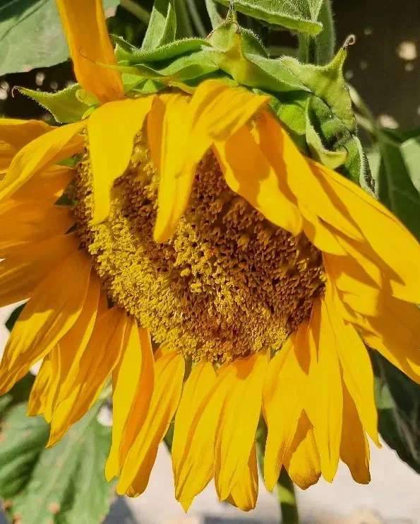 تخمه تازه خوی|خوردنی و آشامیدنی|رشت, فلسطین|دیوار