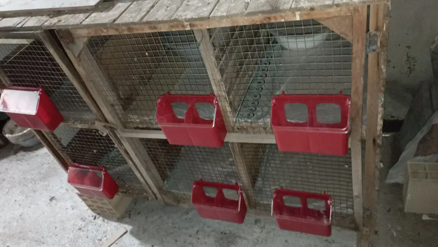 جفتگاه|پرنده|رشت, توشیبا|دیوار