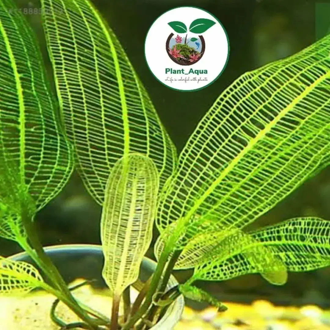 لوازم و گیاه آکواریوم|ماهی|تبریز, |دیوار