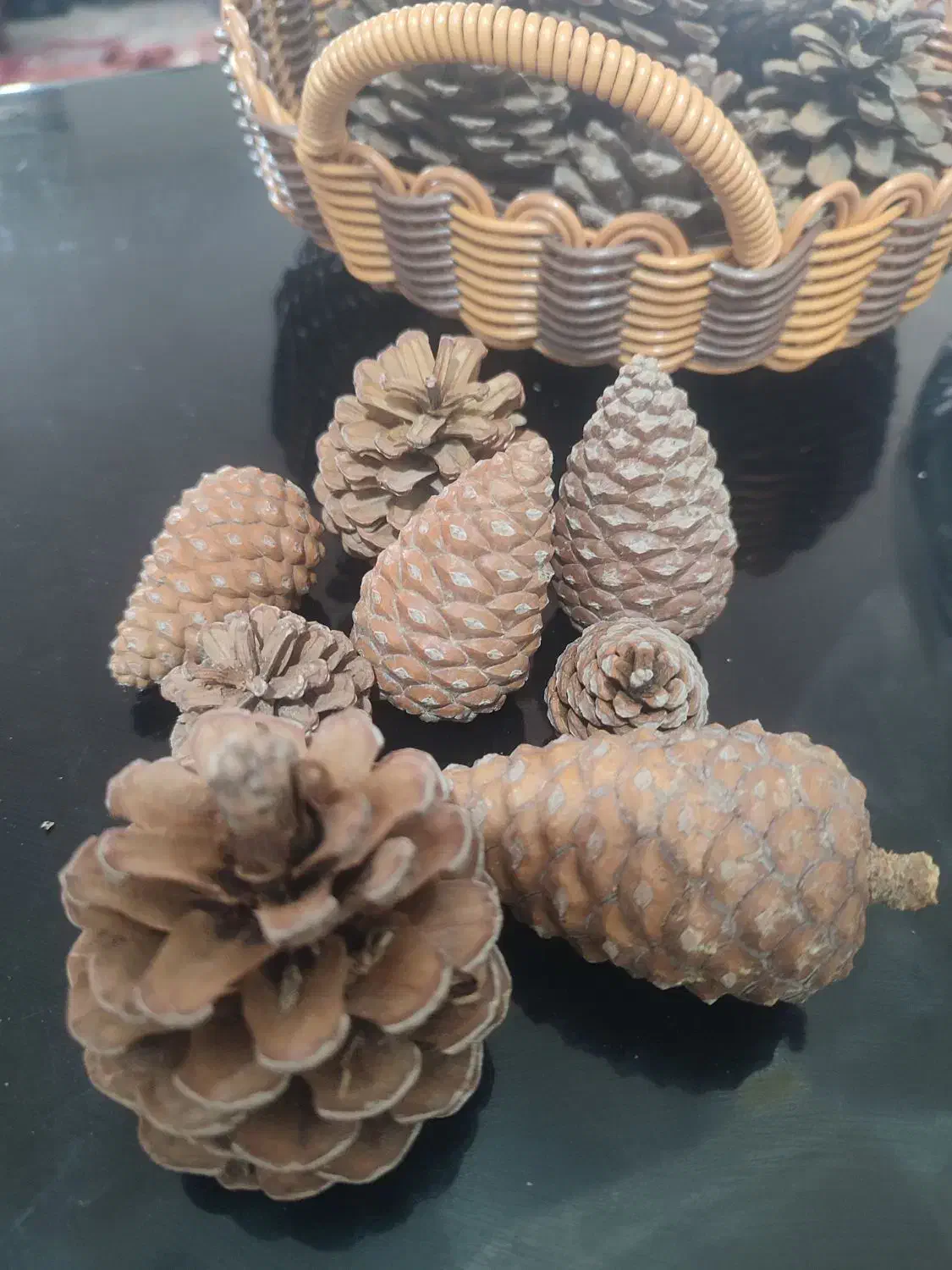 کاج|گل و گیاه طبیعی|بندر کنگان, |دیوار