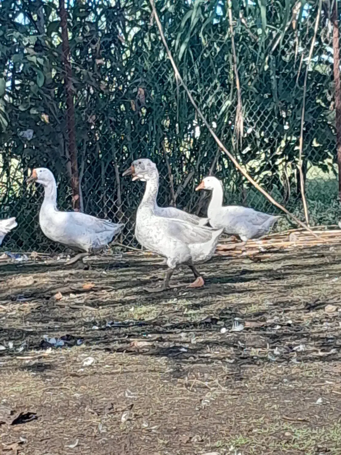 قوغازسفید نر|حیوانات مزرعه|قائم‌شهر, |دیوار