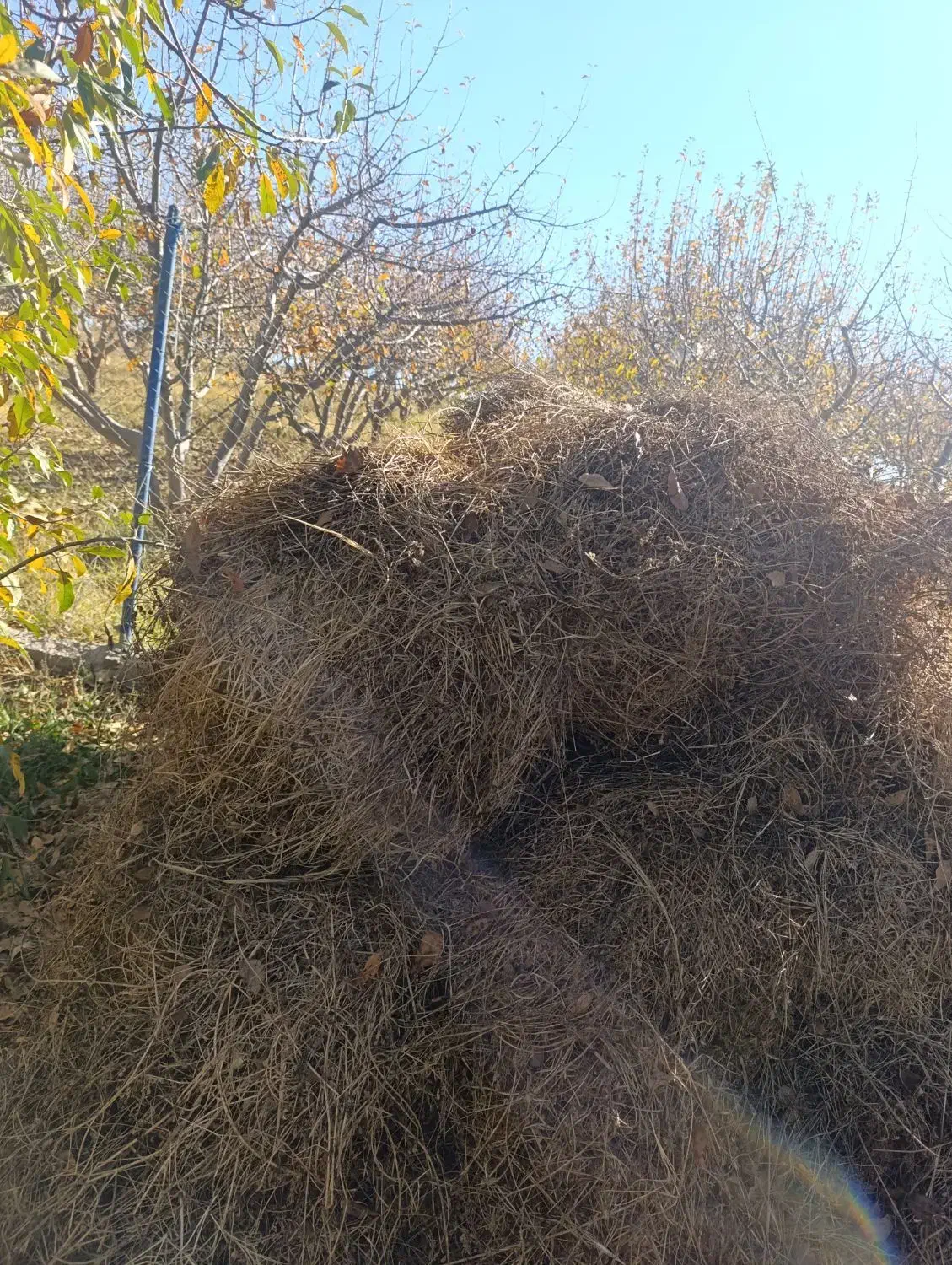 فروش یونجه چین دوم در شهرستان اهر|خدمات باغبانی و درختکاری|فندقلو, |دیوار