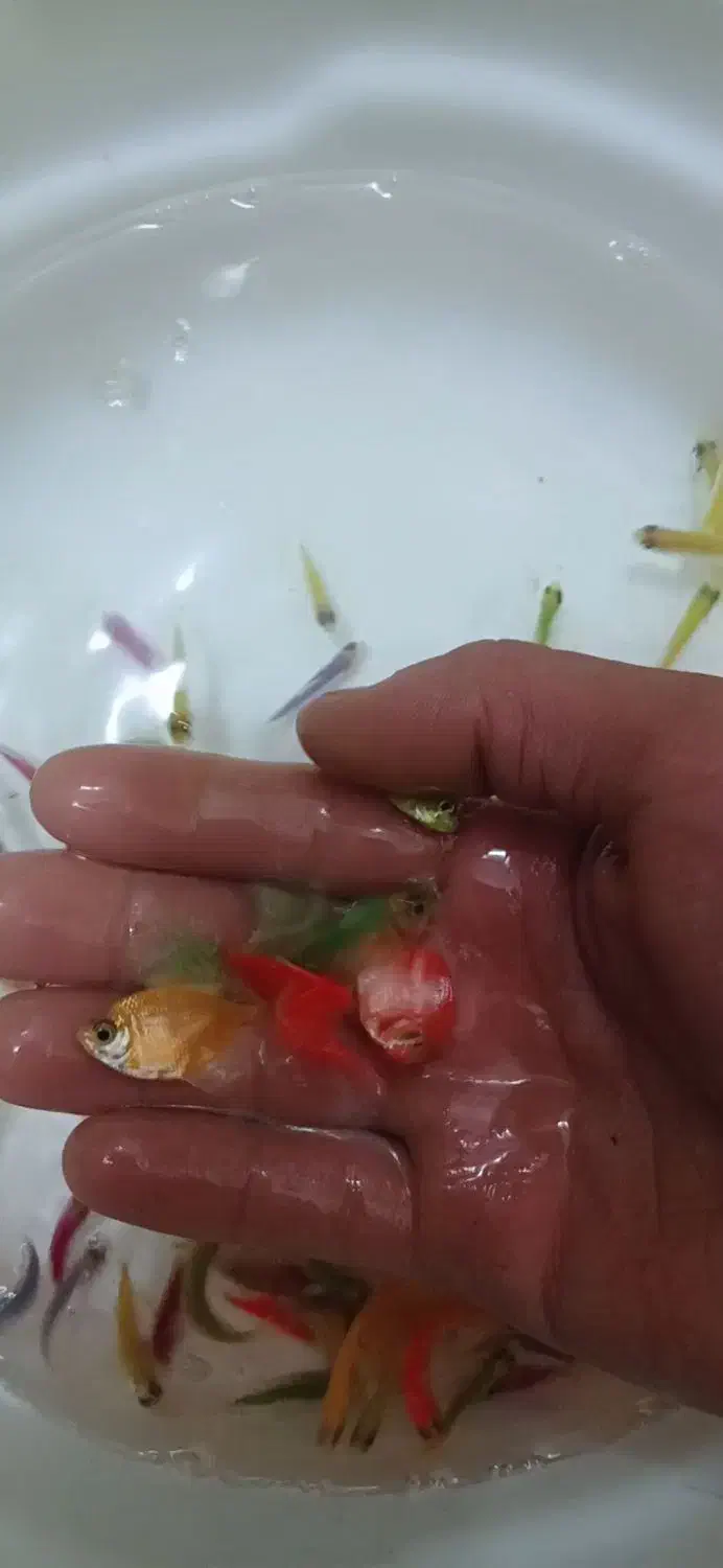 ماهی کالر ویدو رنگی|ماهی|قزوین, |دیوار