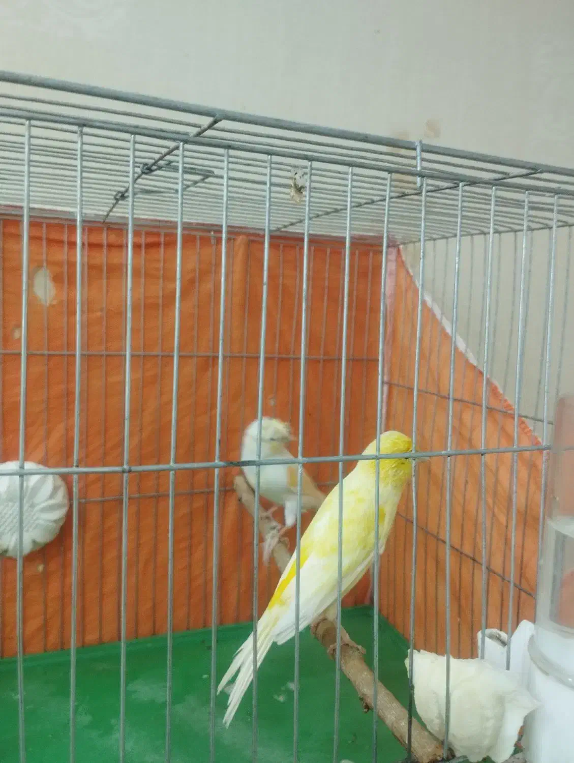 قناری|پرنده|محمدشهر, شهرک پیام (مهرالبرز)|دیوار