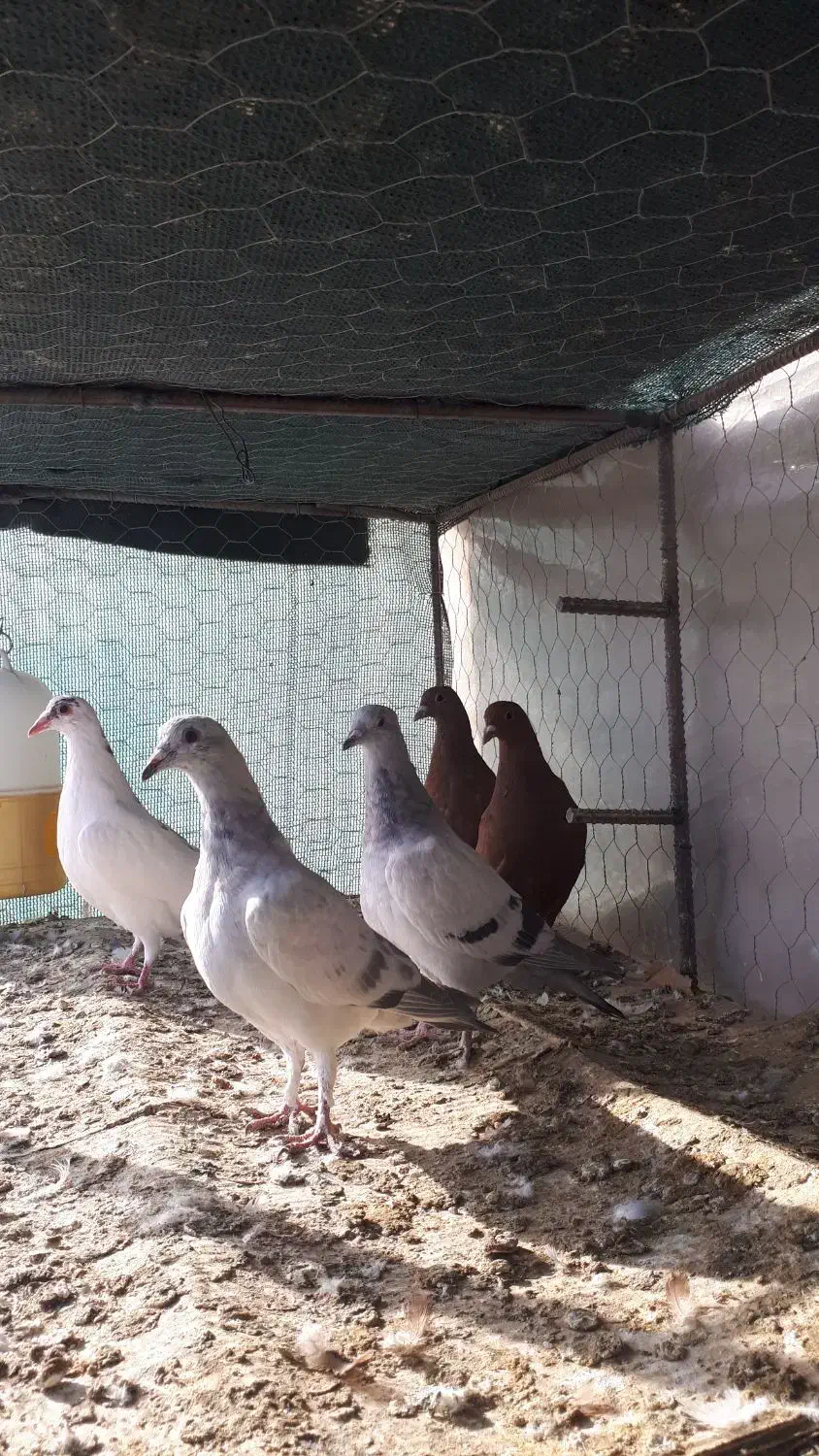 جوجه گلی جوجه سبز|پرنده|زرند, |دیوار