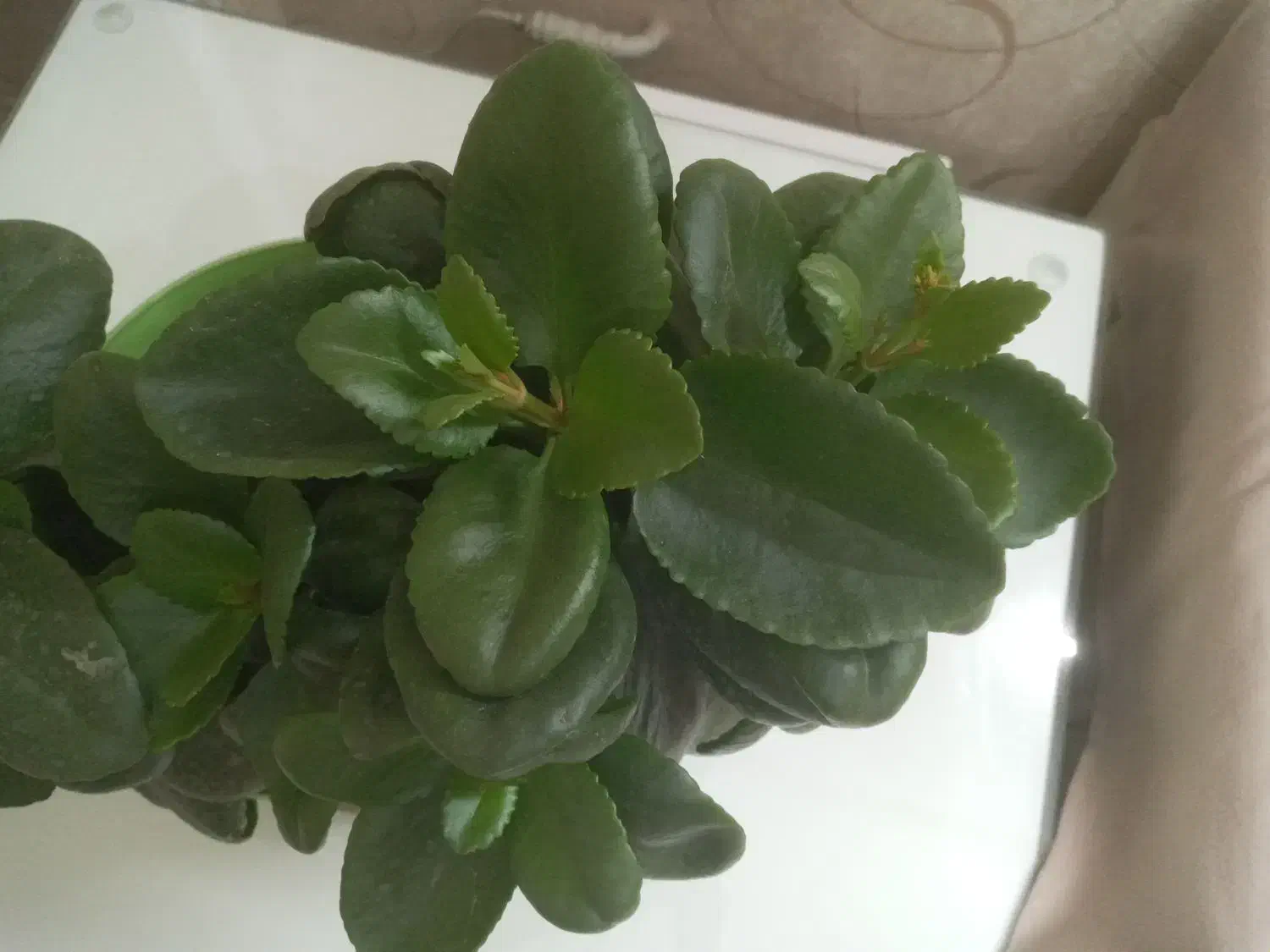 گلهای مناسب هدیه دادن|گل و گیاه طبیعی|تهران, تهرانپارس غربی|دیوار