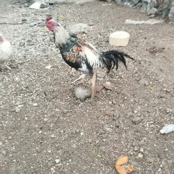 خروس لاری اصیل|حیوانات مزرعه|باسمنج, |دیوار