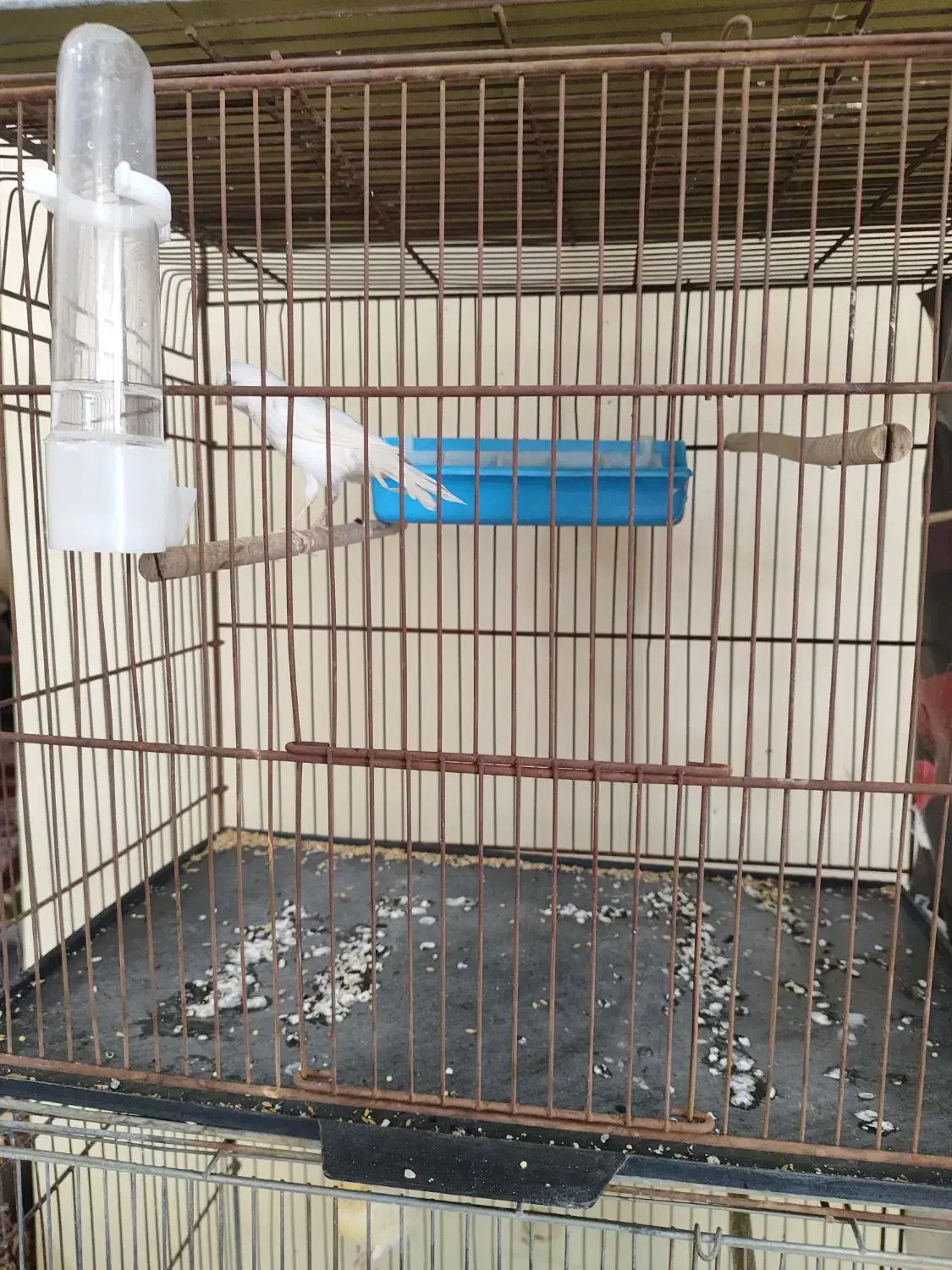 قناری ماده طلایی و سفید|پرنده|خورموج, |دیوار