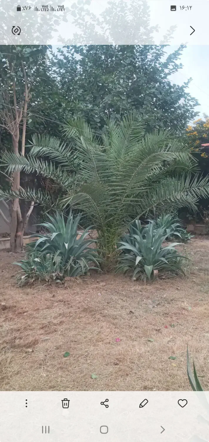 باغبانی|خدمات باغبانی و درختکاری|شوشتر, |دیوار