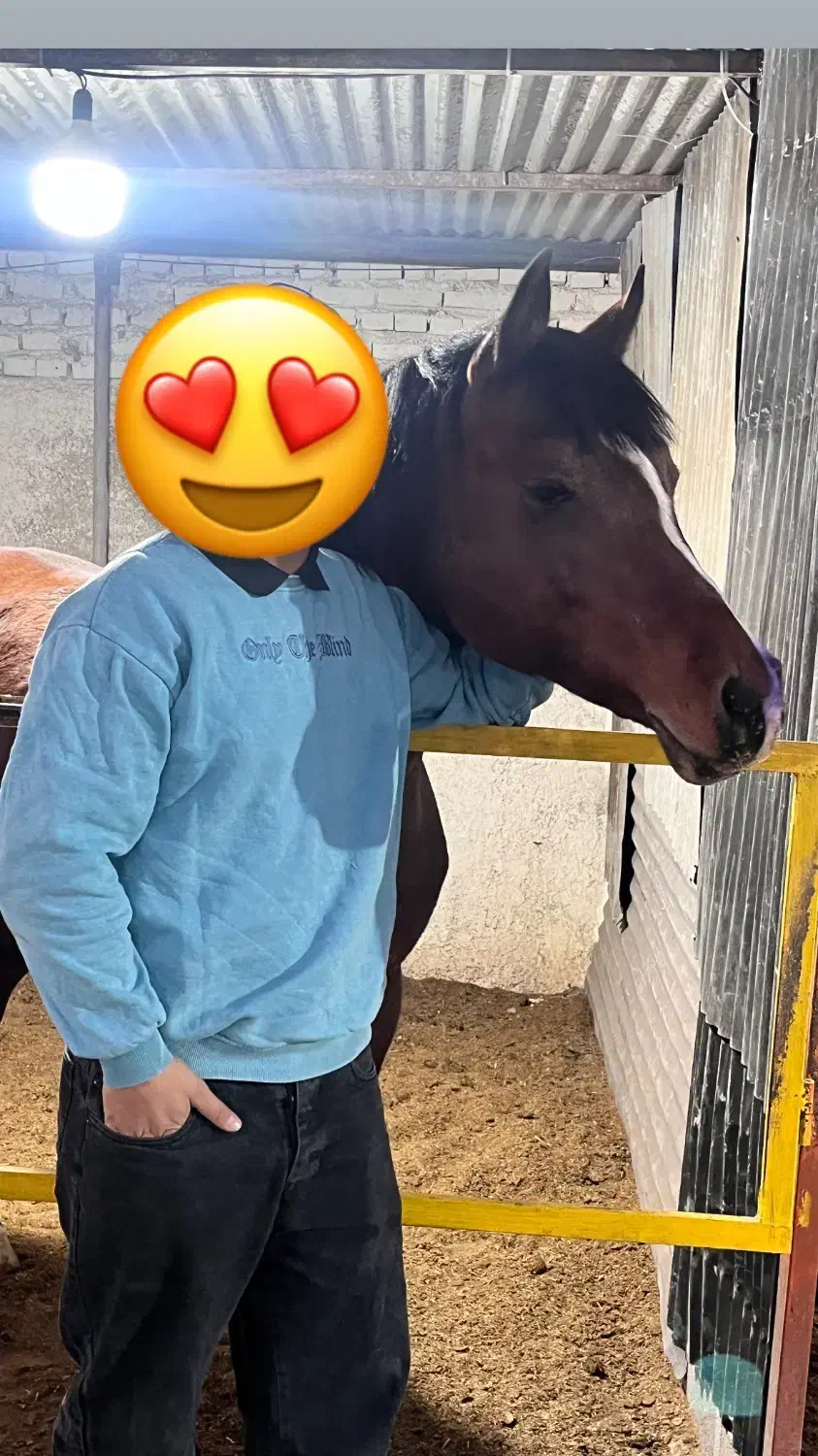 اسبعربمصری|اسب و تجهیزات اسبسواری|باقرشهر, |دیوار