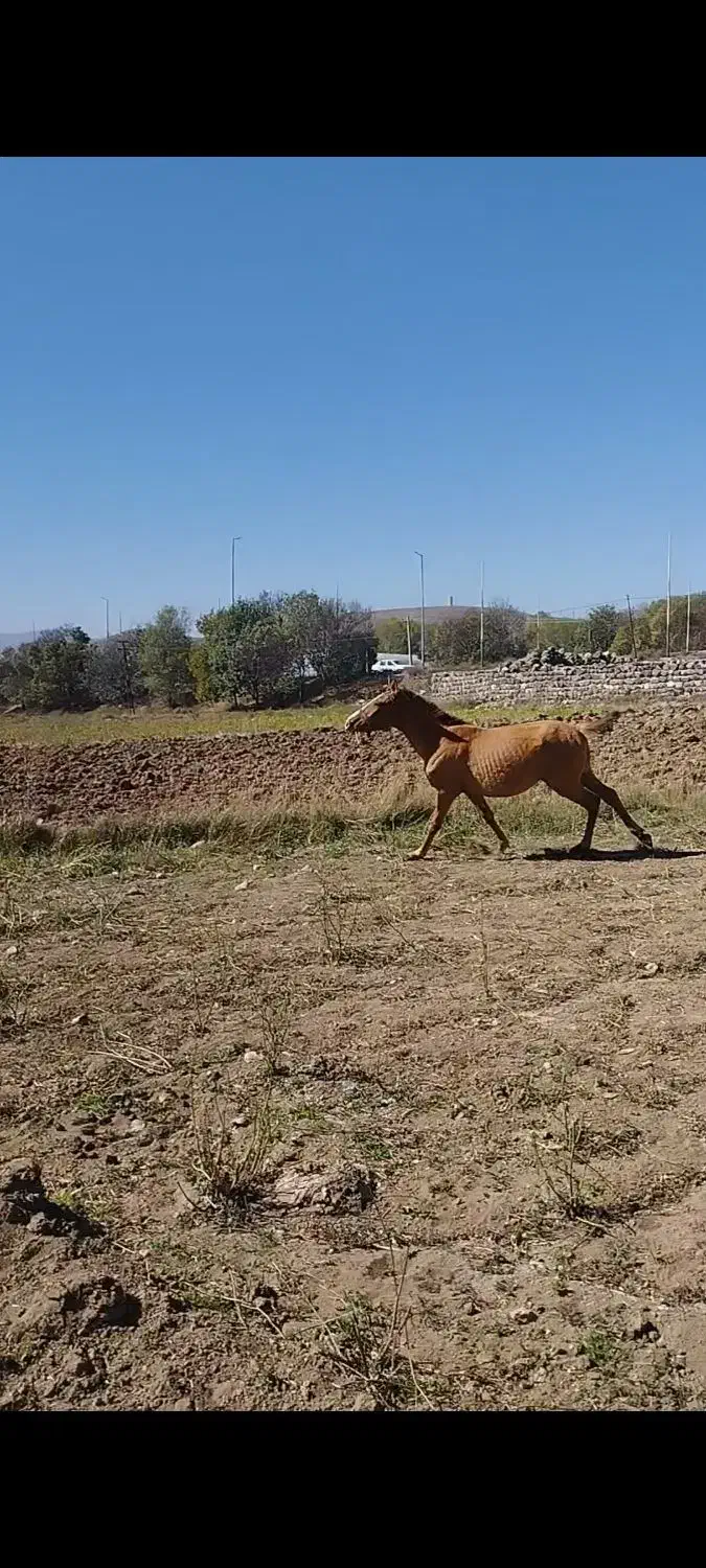 سه عدد کره|اسب و تجهیزات اسبسواری|نیر (اردبیل), |دیوار