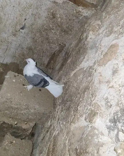 پرنده|پرنده|خورموج, |دیوار