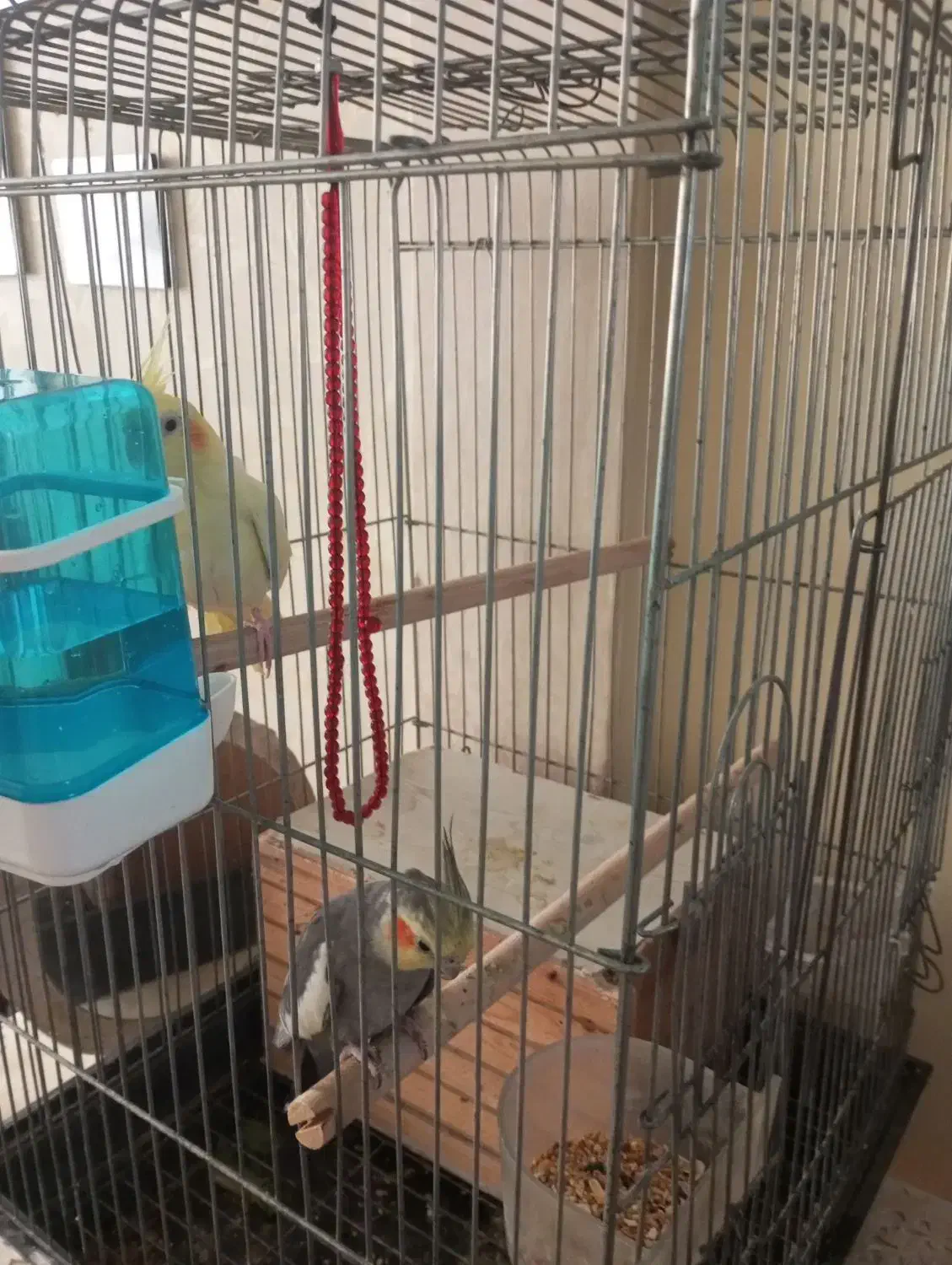 عروس هلندی جفت|پرنده|تهران, طیب|دیوار